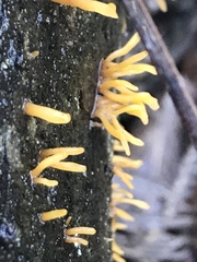 Calocera sinensis