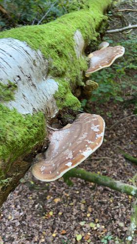 birch polypore