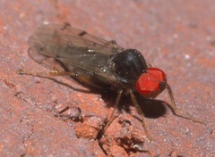 Syneches simplex