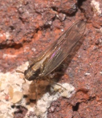 Muellerianella laminalis