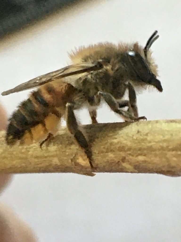 Megachile basalis