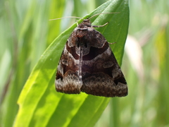 Euclidia cuspidea