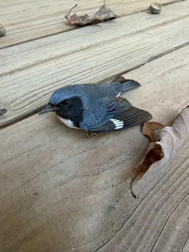 Black-throated Blue Warbler