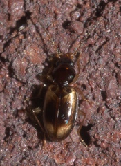 Tachys proximus