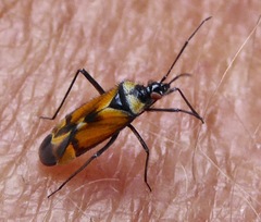 Macrotylus vanduzeei