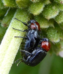 Cryptocephalus sanguinicollis