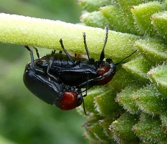 Cryptocephalus sanguinicollis