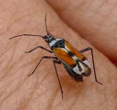Macrotylus vanduzeei