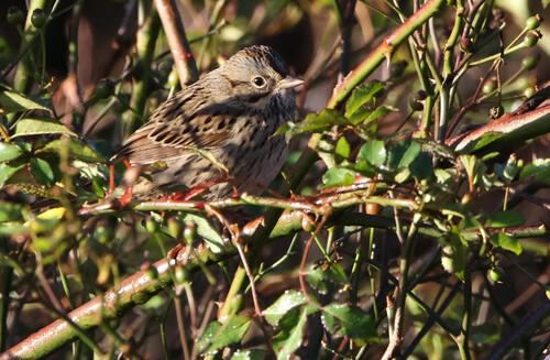Lincoln's Sparrow