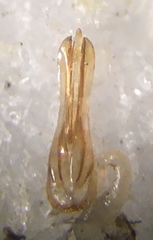 Acteniceromorphus umbricolus