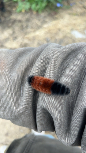 Isabella Tiger Moth