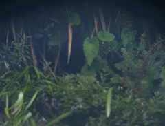 Brachyglottis turneri