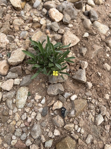 narrowleaf puccoon