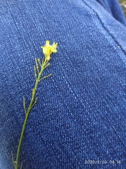 Sisymbrium polymorphum