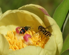 Trichodes ircutensis