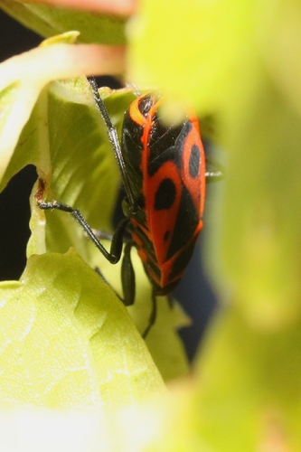 European Firebug