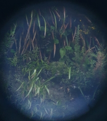 Brachyglottis turneri