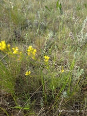 Sisymbrium polymorphum
