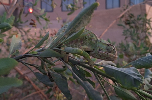 Common Chameleon