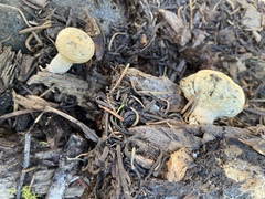 Pholiota nubigena