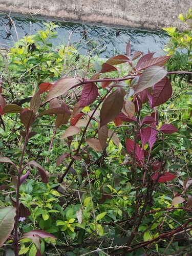 Alternanthera brasiliana observed 2026-10-11