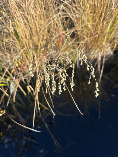 Glyceria canadensis, 2026-10-11