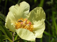 Trichodes ircutensis