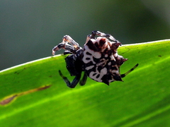 Gasteracantha sacerdotalis