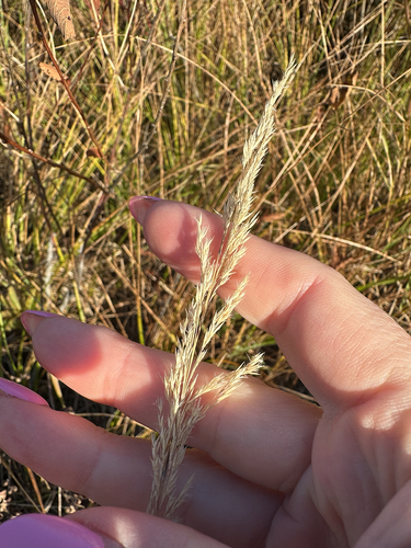 Calamagrostis canadensis observed 2026-10-11