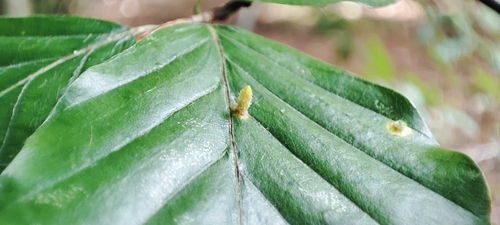 Hairy Beech Gall