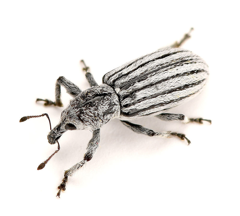 Myrmex myrmex