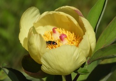 Trichodes ircutensis