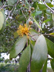 Asteromyrtus symphyocarpa