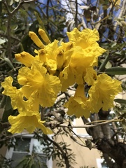 Tabebuia aurea