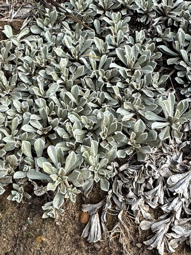 Antennaria parvifolia observed 2026-10-11