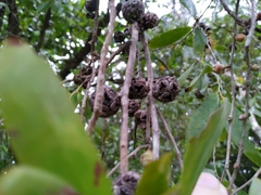 Asteromyrtus symphyocarpa