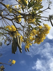Tabebuia aurea
