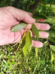 Asteromyrtus symphyocarpa