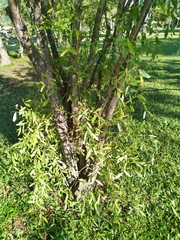 Asteromyrtus symphyocarpa