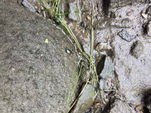 Agonum extensicolle