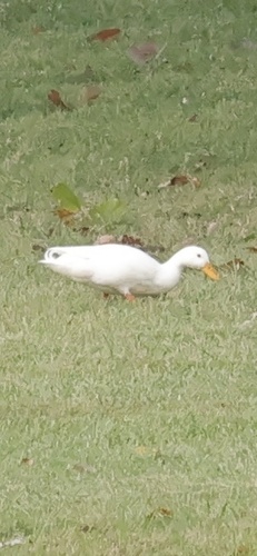 Domestic Mallard