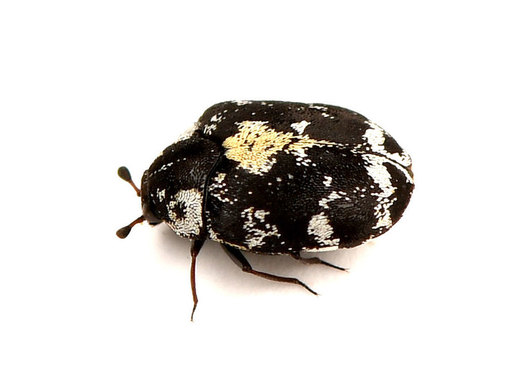 Anthrenus lepidus