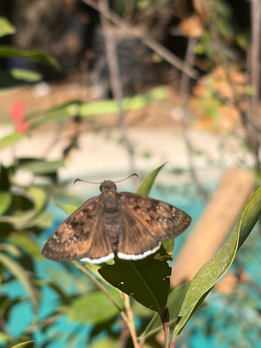 Mournful Duskywing