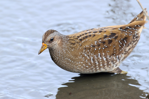 iNaturalist image