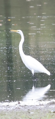 Great Egret