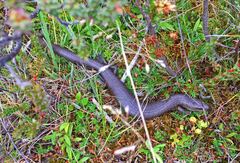 Cyclodomorphus casuarinae