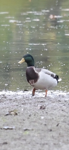 Mallard