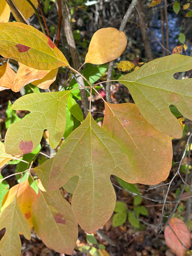sassafras