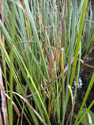 Carex vesicaria observed 2026-10-11