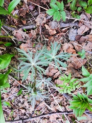 Aconitum fischeri